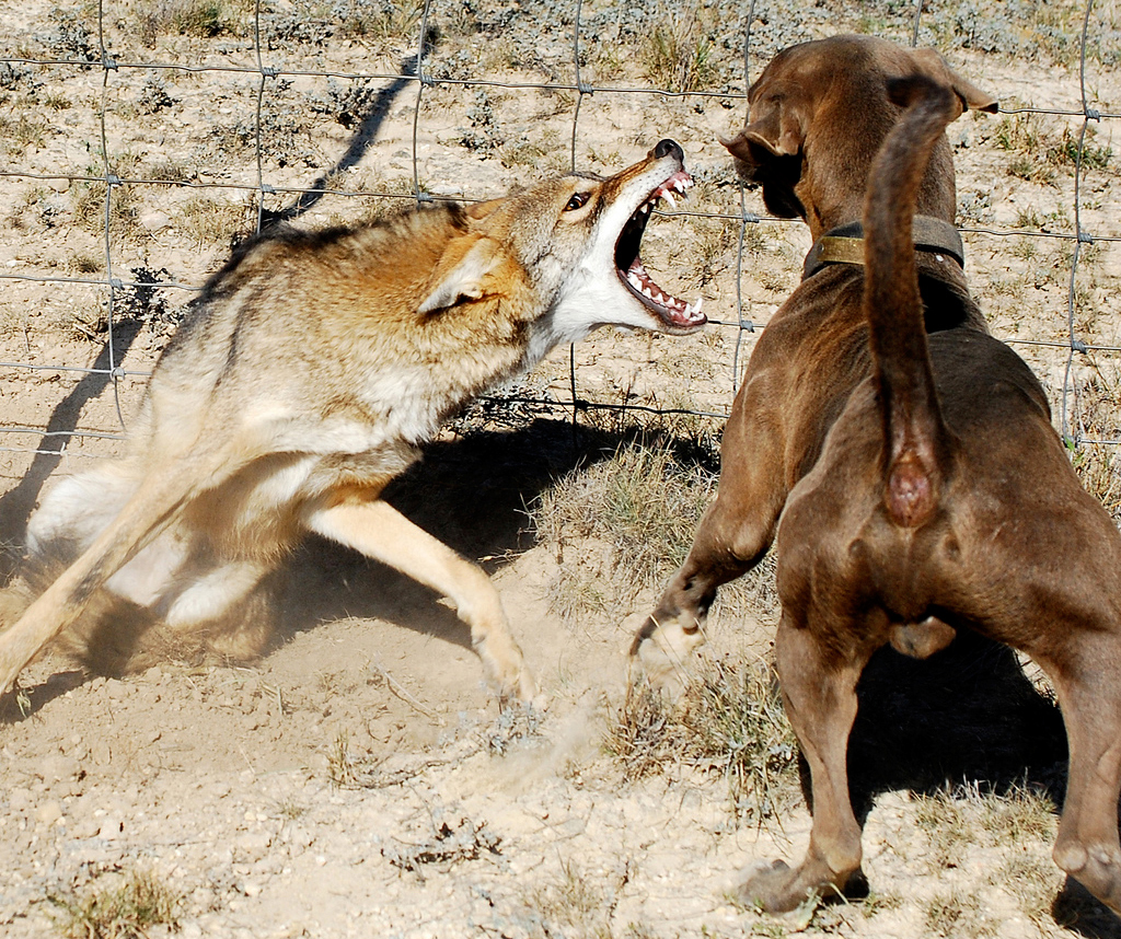 Lacy coyote dog